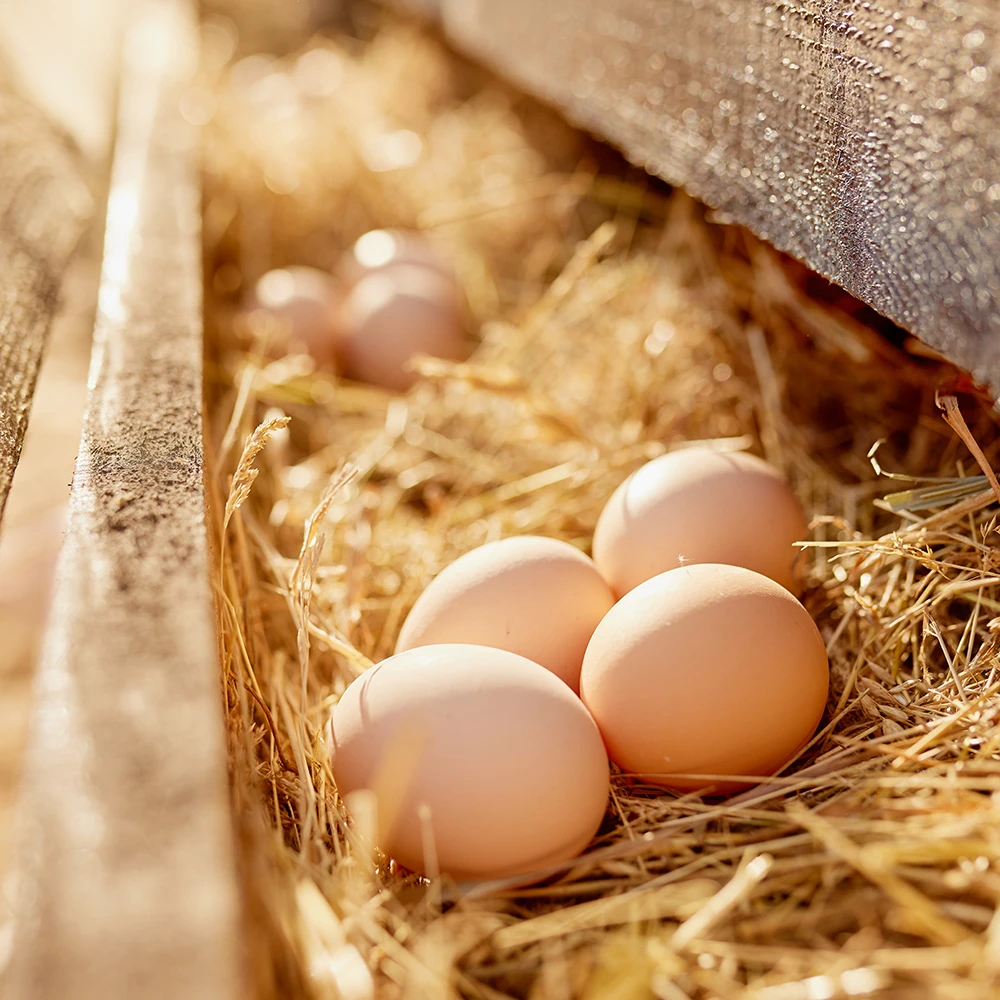 https://comoxgraphicdesign.com/wp-content/uploads/2026/02/SQUARE-Paradise-Meadows-Poultry-Chicken-Farm-Black-Creek-Vancouver-Island-10.webp