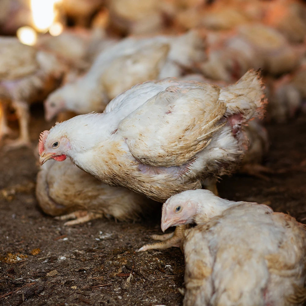 https://comoxgraphicdesign.com/wp-content/uploads/2026/02/SQUARE-Paradise-Meadows-Poultry-Chicken-Farm-Black-Creek-Vancouver-Island-18.webp