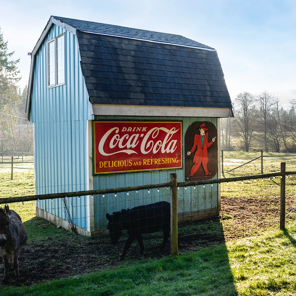 https://comoxgraphicdesign.com/wp-content/uploads/2026/02/SQUARE-Paradise-Meadows-Poultry-Chicken-Farm-Black-Creek-Vancouver-Island-30.webp