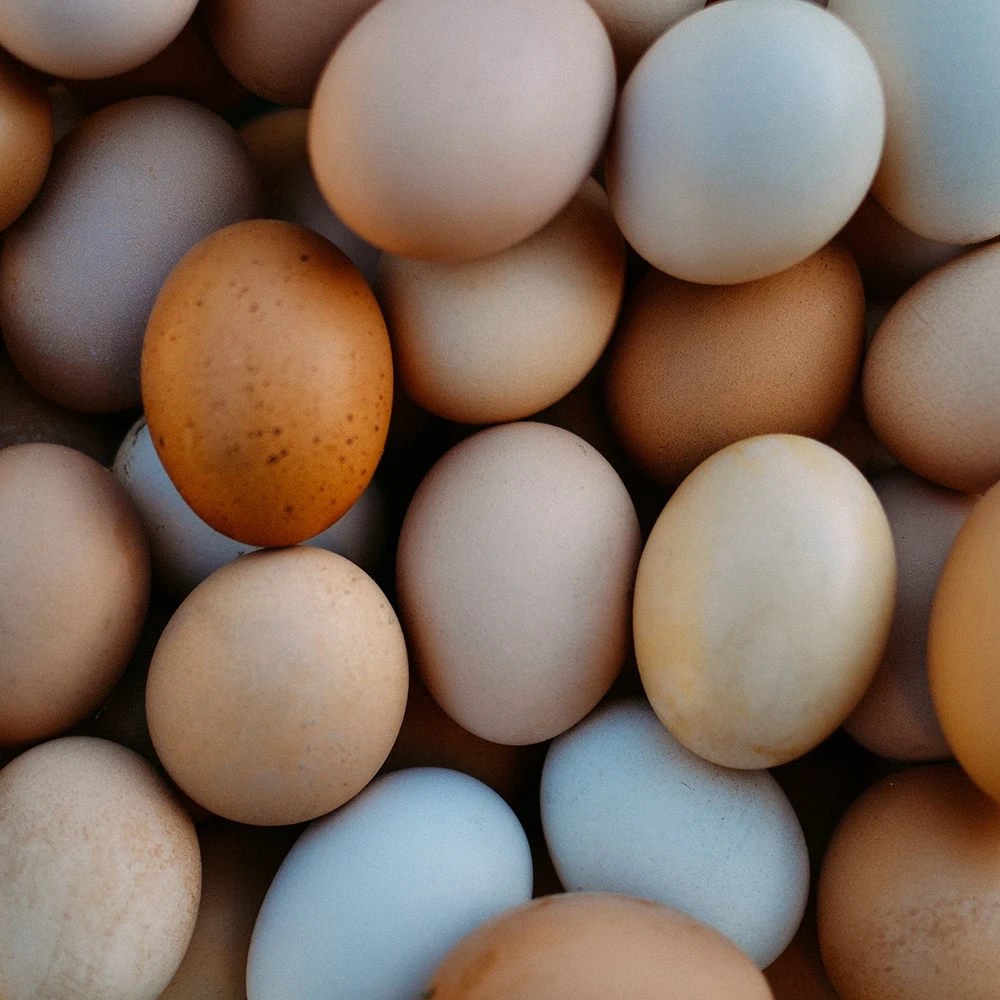 https://comoxgraphicdesign.com/wp-content/uploads/2026/02/SQUARE-Paradise-Meadows-Poultry-Chicken-Farm-Black-Creek-Vancouver-Island-4.webp