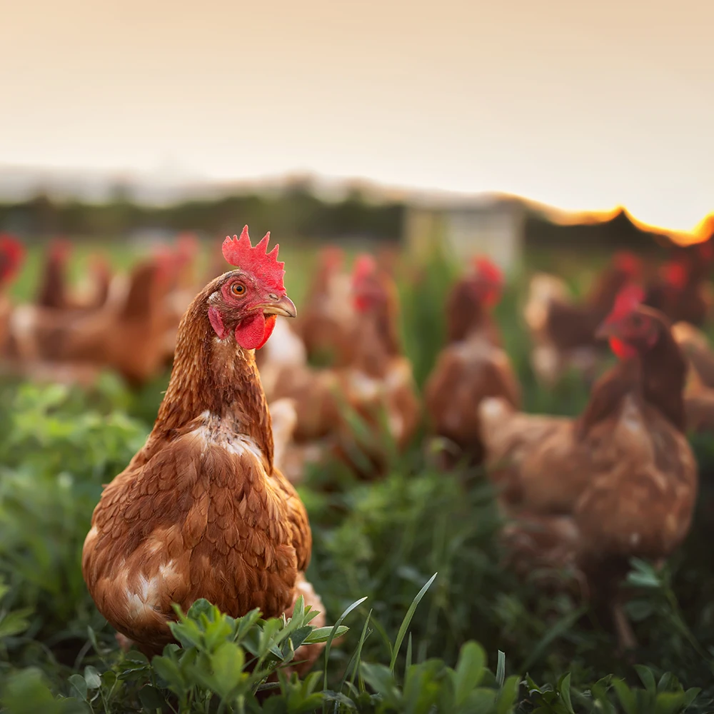 https://comoxgraphicdesign.com/wp-content/uploads/2026/02/SQUARE-Paradise-Meadows-Poultry-Chicken-Farm-Black-Creek-Vancouver-Island-8.webp