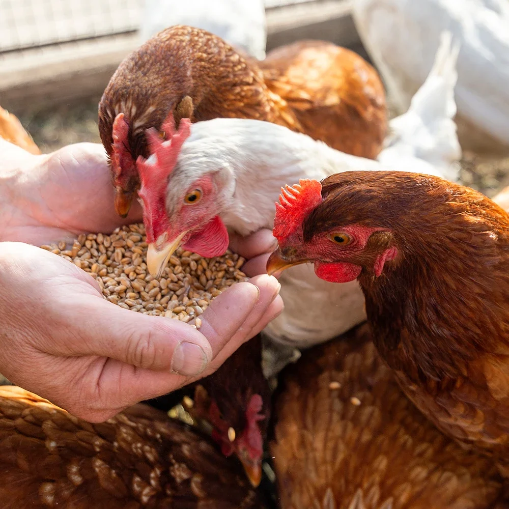 SQUARE-Paradise-Meadows-Poultry-Chicken-Farm-Black-Creek-Vancouver-Island-7